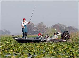 Chad Brauer guides his boat through the thick vegetation of Lake Toho during the official practice period of the CITGO Bassmaster Classic.