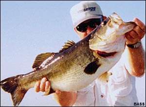 <p>
	<strong>Ron Speckman</strong></p>
<p>
	10 pounds, 4 ounces<br />
	6/8/2005; 7:15 a.m.<br />
	Lake Istokpoga, Fla.<br />
	<b>Lure</b>: 5-inch Gambler Paddle Tail Worm (junebug)<br />
	<b>Depth</b>: 5 feet, brush</p>
