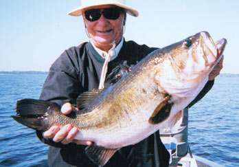 <p>
	<strong>Stan Sterling</strong></p>
<p>
	12-0</p>
<p>
	Lake Istokpoga, Fla.<br />
	7-inch wild shiner</p>
