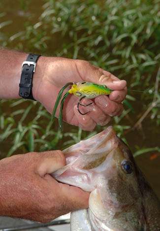 Winner Randy Tharp used a SPRO Bronzeye Frog to catch his fish around scattered vegetation.