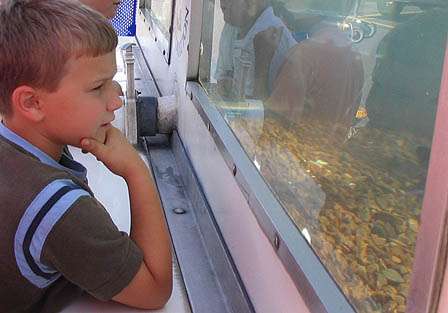 Chase Goodson, 7, of Arkadelphia, Ark., contemplates the fresh water fish and turtles swimming in the Arkansas Game and Fish Commission traveling tank.