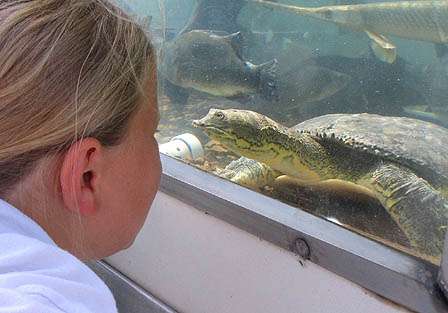 Who's looking at who? A soft-shelled turtle has a staredown with one of the youth visitors to the Arkansas Game and Fish 1,000-gallon Mobile Aquarium in front of the  Academy Sports + Outdoors store in Little Rock.
 