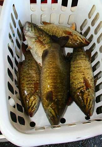 This is what a limit of fish looks like from one of the world's greatest smallmouth fisheries, Lake Erie. 