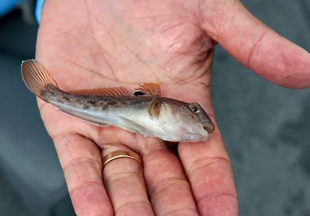 The goby is the predominant forage for smallmouth in Lake Erie and can grow to over 10 inches in certain parts of the lake.