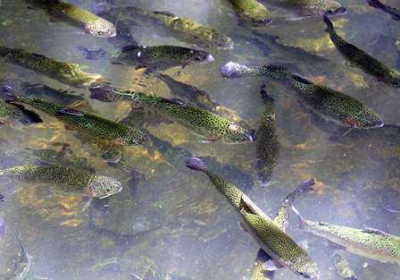 Trout wait for fish hatchery visitors to throw food pellets at Maramec Springs Park near St. James, Mo. The state releases around 10,000 fish at four parks to appease crowds.  
