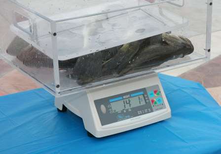 James Niggemeyer's total of five bass weigh in at 14 pounds, 1 ounce.