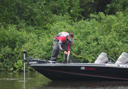 Pro Chris Payne brings another keeper to the boat and is able to cull a smaller fish.