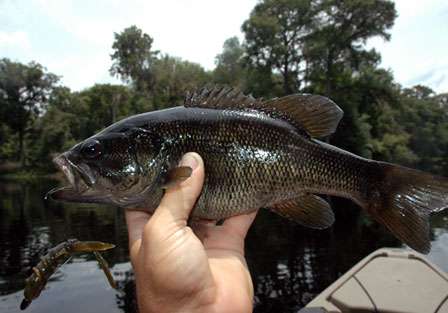 Notice the dark color of the Suwannee, and how its spiny dorsal is very well connected to the soft dorsal. Plus, the jaw does not extend past the eye.