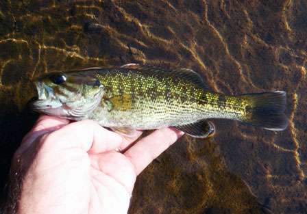 Although they can thrive in larger rivers, the redeye is really a small stream specialist.