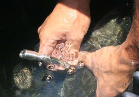 Step 6<br>Allow the bubbles to flow until you feel the fish relax or the bubbles slow significantly. Always remove the needle before the bubbles cease to flow, leaving positive pressure inside the swim bladder. Remove the needle and release the fish.