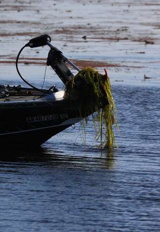 Vegetation is heavy on Okeechobee and can put a stranglehold on your trolling motor.