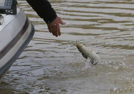 Maharrey reaches out to grab the solid Lay Lake largemouth as it attempts to jump off.