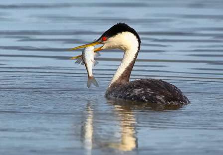 This Western Grebe found lunch in the hitch, the prevalent bait source on Clear Lake.