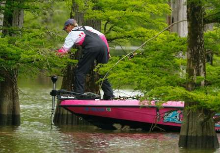 One of the hazards of fishing near cypress trees is getting hung up in the overhanging limbs. 