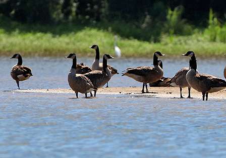 Some Canada geese sunbathe at water's edge.