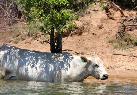 A cow cools off in the river, even knowing to stay in the shade.