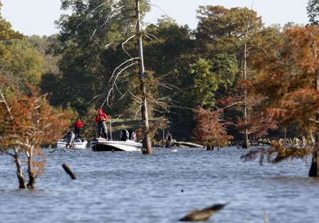 Anglers in the stumps and cypress trees on day 3