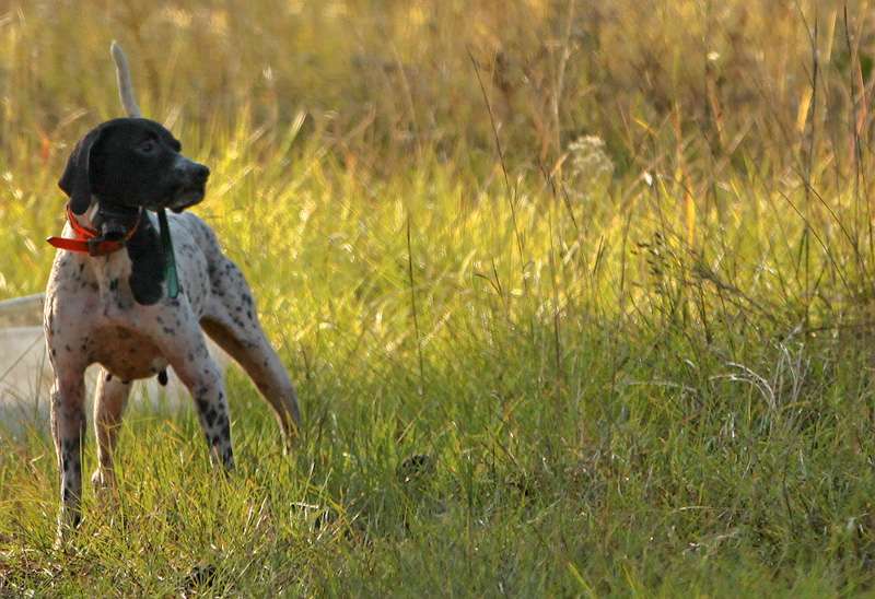 What every quail hunter is looking forâ¦a dog on point. 