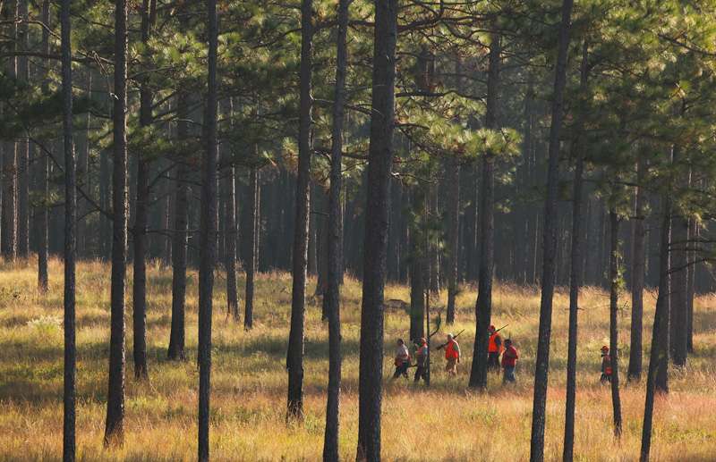 Hunters make their way through the towering pines. 