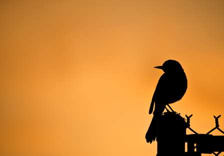 A bird looks on as the sun rises.