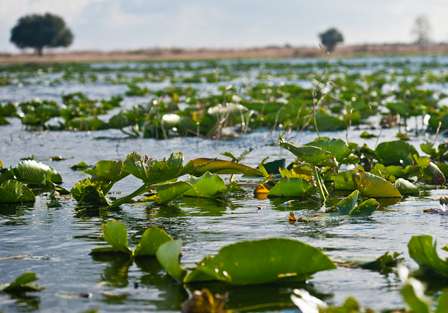 Lily pads were common on Kissimmee, providing good cover.
