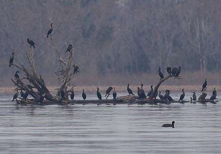 Cormorants line a laydown in the middle of the marsh.