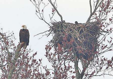 A bald eagle surveys the Classic competitors while staying close to its nest.
