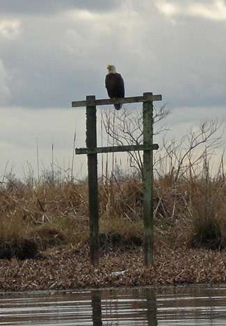 A bald eagle watches the action Wednesday from its perch on the Louisiana Delta.