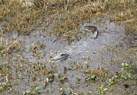 A gator lies in wait Wednesday afternoon in the middle of a clump of weeds on the Louisiana Delta.