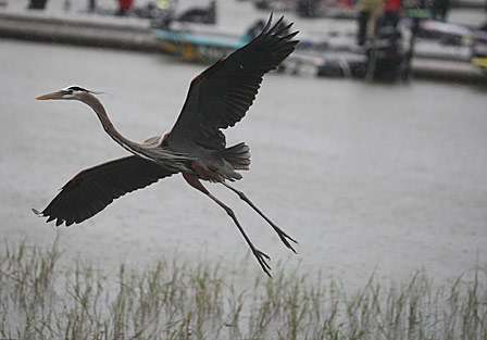 This blue heron took off as boats backed into the water.