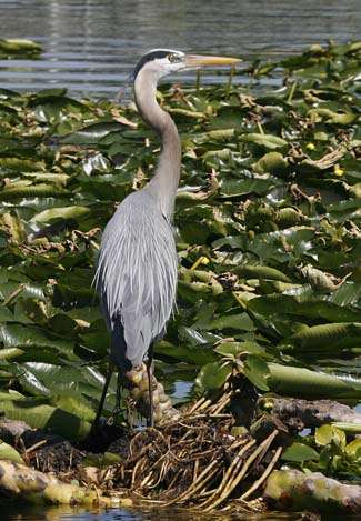 A master fisherman, a great blue heron, stakes out his fishing hole on the Dead River.