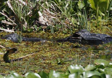 With the water warming in the Harris Chain of Lakes, some of the more fascinating creatures came out to sun themselves. This alligator is about 9 feet long.