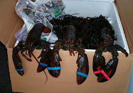 Some of the lobsters that Haseotas sent.