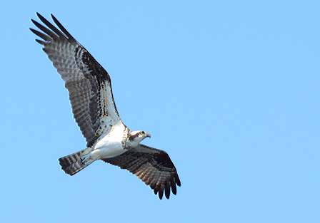 An osprey does some sight fishing of its own over Lake George.