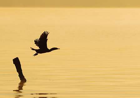 A coot takes off from a branch in the water as the sun rises on Day Two.