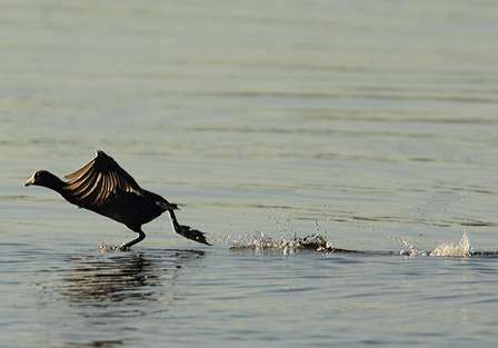 A coot takes flight.
