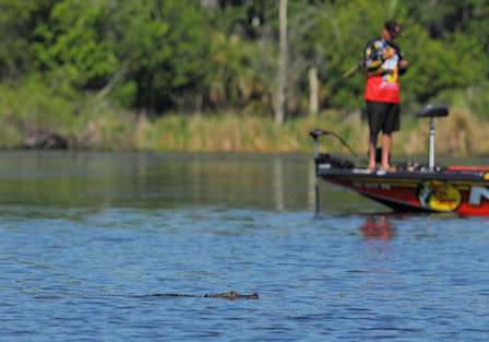Looks like an alligator is leaving the area. Again, wildlife doesn't stand a chance fishing against KVD.