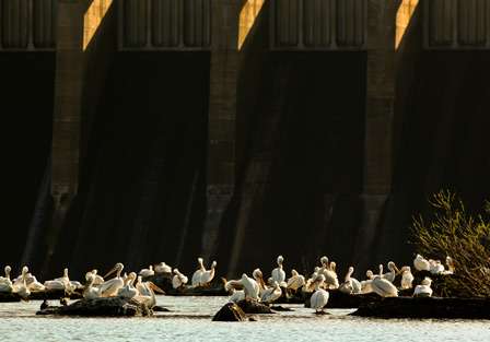The ample fish supply below the dam attracted pelicans and shorebirds. 