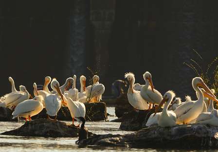 Pelicans rested on rocks after gorging themselves on baitfish. 