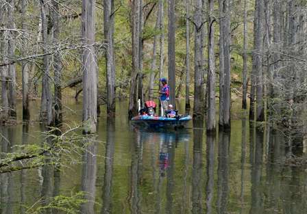 There was a forest of trees for anglers to dissect in this section of Pickwick Lake.