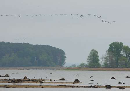 A line of cormorants flies over a shallow bay on Toledo Bend. The water is 10- to 12-feet low and places where fish normally would be are high and dry.