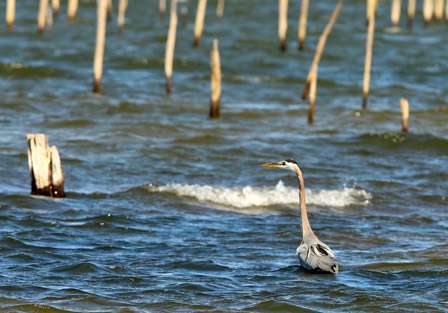A heron takes advantage of the shallow water and the shad spawn taking place on Toledo Bend. 
