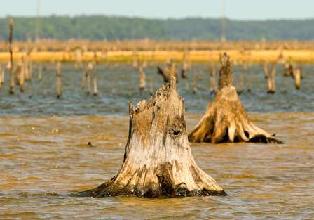Some of the spawning flats are high and dry on Toledo Bend.
