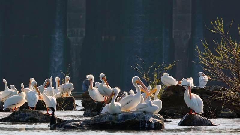 <p>
	White pelicans flocked to rocks near the Wilson dam waiting their turn to feast.</p>
