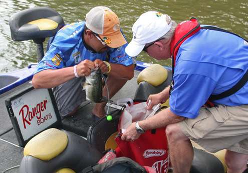 <p>
	Chad Griffin pulls out a bass and pops the cull tab off before placing it in the weigh-in bag.</p>
<p>
	  </p>
