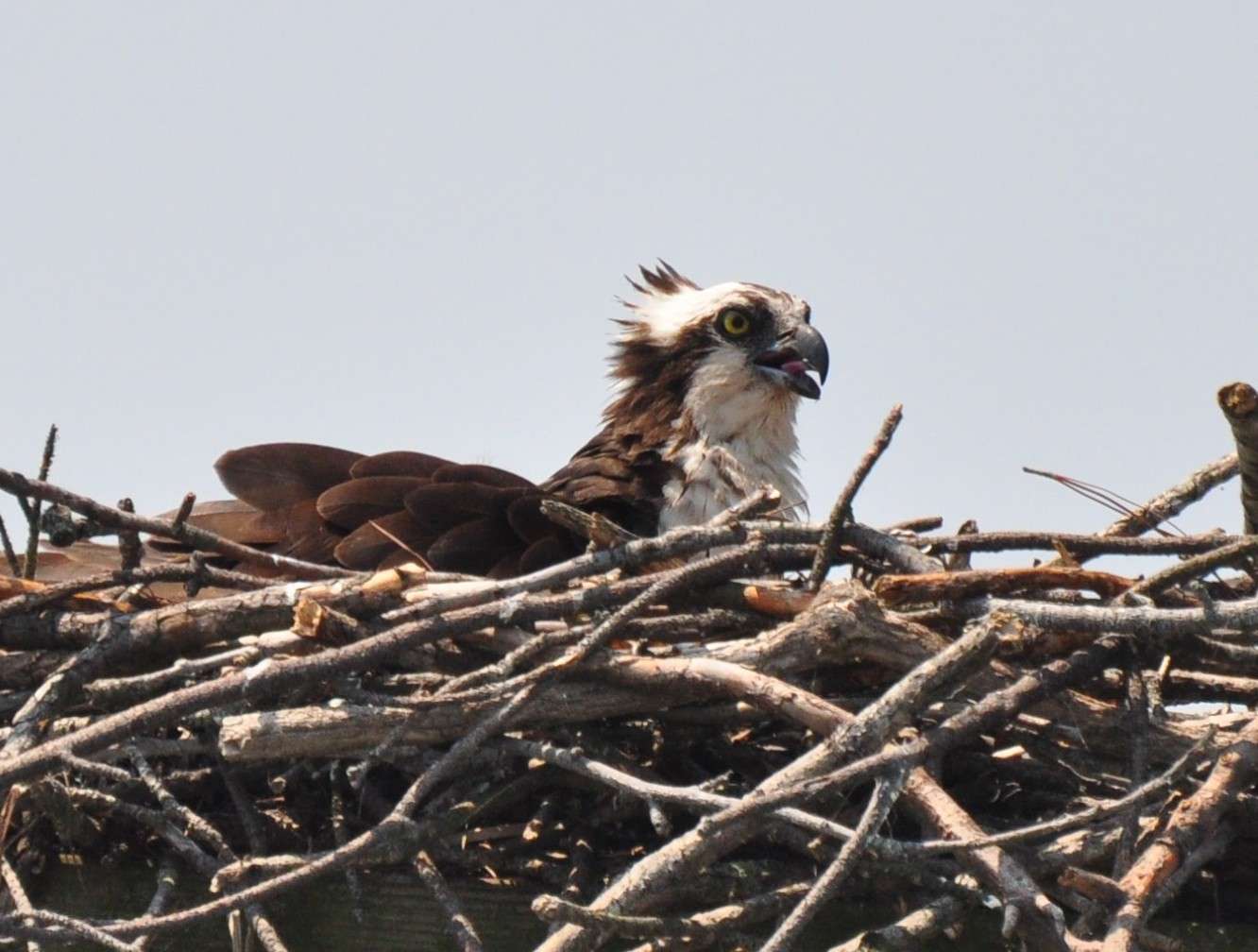 <p>
	An osprey looks on while Jones fishes nearby.</p>
