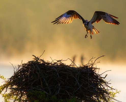<p>
	Elias flushed an osprey from its nest, but it quickly returned after Elias moved along.</p>
