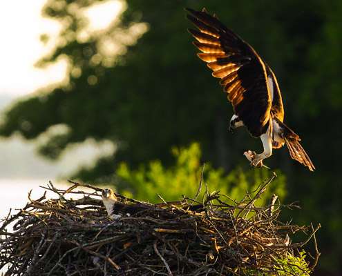 <p>
	A pair of ospreys prepare for lunch.</p>
