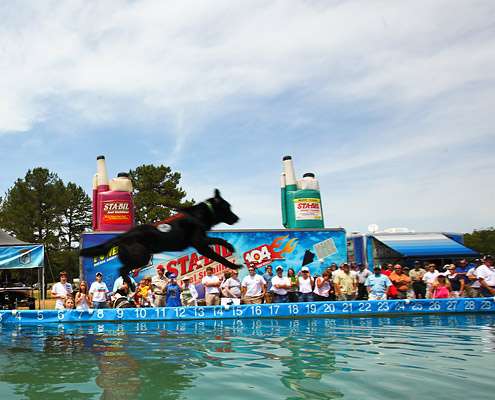 <p>
	A dog leaps into a pool at the Day Three weigh-in of the Pride of Georgia.</p>
