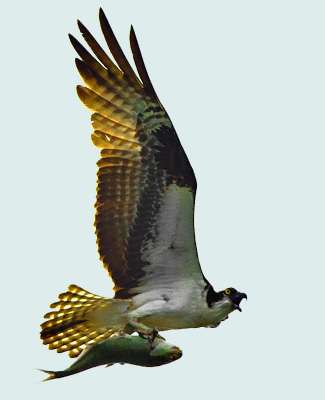 <p>
	An osprey carries breakfast to its nest.</p>
